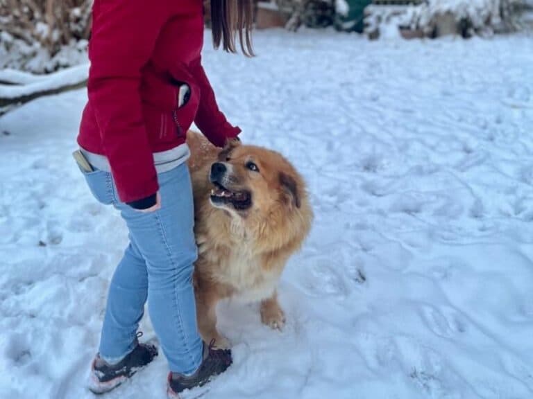 Bobi - Labrador Retriever - Bild 20