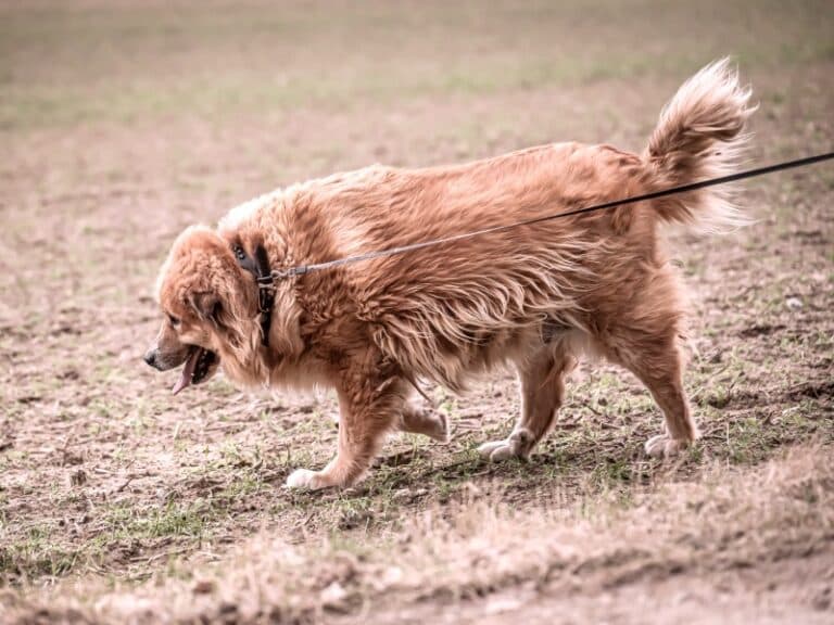 Bobi - Labrador Retriever - Bild 2