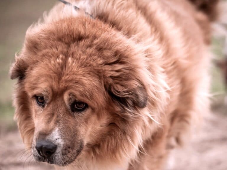 Bobi - Labrador Retriever - Bild 3