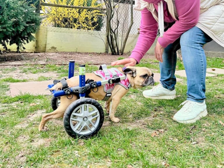 Sandy - Französische Bulldogge - Bild 46
