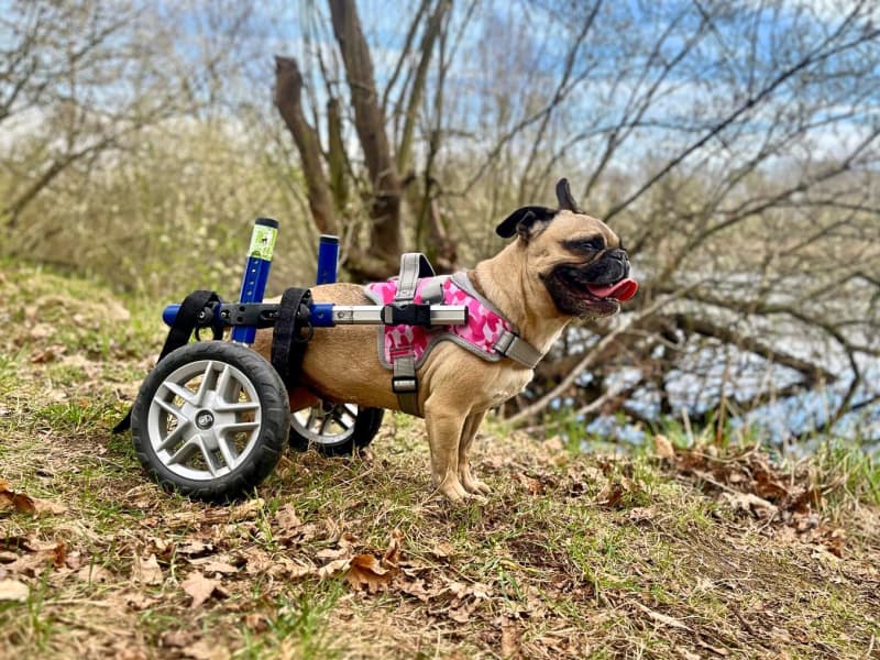 Sandy - Französische Bulldogge - Bild 33