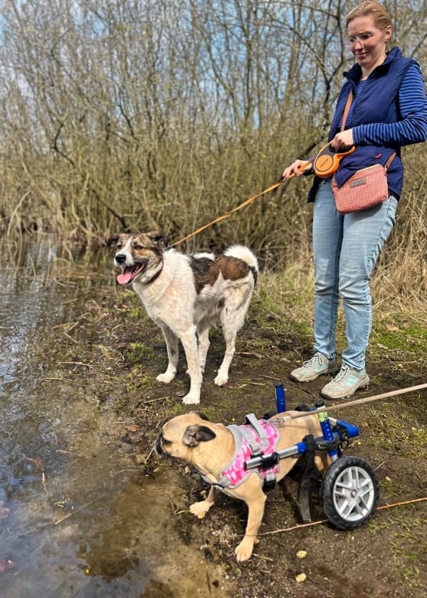 Sandy - Französische Bulldogge - Bild 35