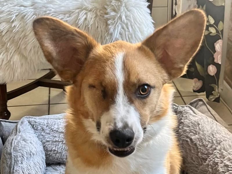 Snickers - Deutsche Dogge - Bild 7