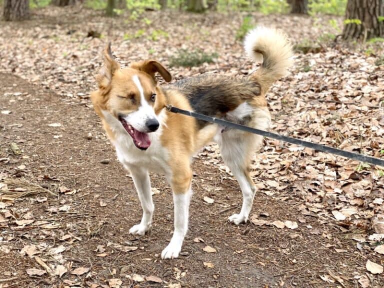 Deutsche Dogge-Mix Snickers