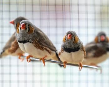 GLaDOS - Deutscher Schäferhund - Bild 6