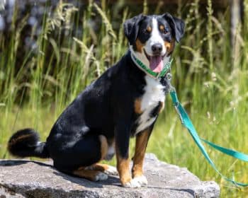 Lancelot - Appenzeller Sennenhund - Bild 3