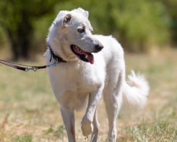 GLaDOS - Deutscher Schäferhund - Bild 2