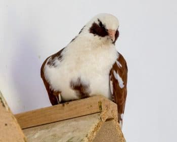 GLaDOS - Deutscher Schäferhund - Bild 12