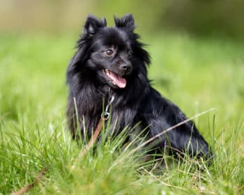 Deutscher Pinscher-Mix Blitz