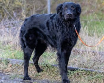 Ada - Kangal-Hirtenhund - Bild 4
