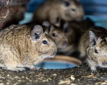 Samma - Deutsche Dogge - Bild 9