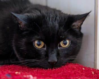 Keule - Rhodesian Ridgeback - Bild 14