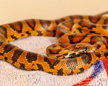 Keule - Rhodesian Ridgeback - Bild 11