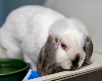 Gulliver - - Bild 11