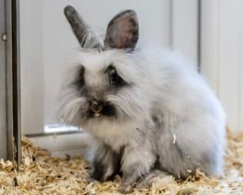 GLaDOS - Deutscher Schäferhund - Bild 14