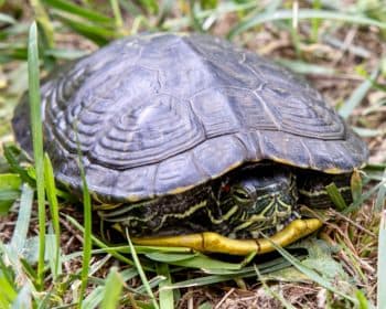 Keule - Rhodesian Ridgeback - Bild 9