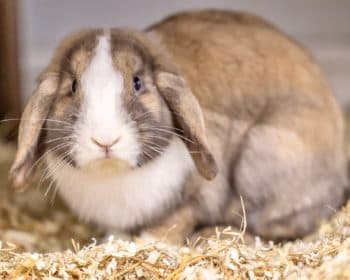 Bumi - Kangal-Hirtenhund - Bild 12