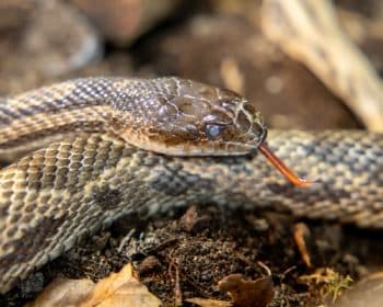 Keule - Rhodesian Ridgeback - Bild 12