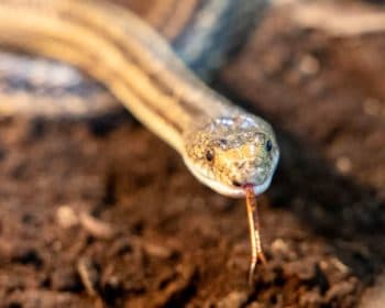 Keule - Rhodesian Ridgeback - Bild 8