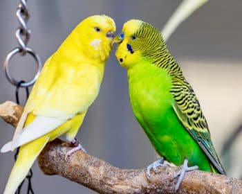 Bumi - Kangal-Hirtenhund - Bild 13