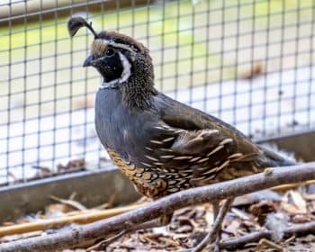 Moxy - Australian Shepherd - Bild 11