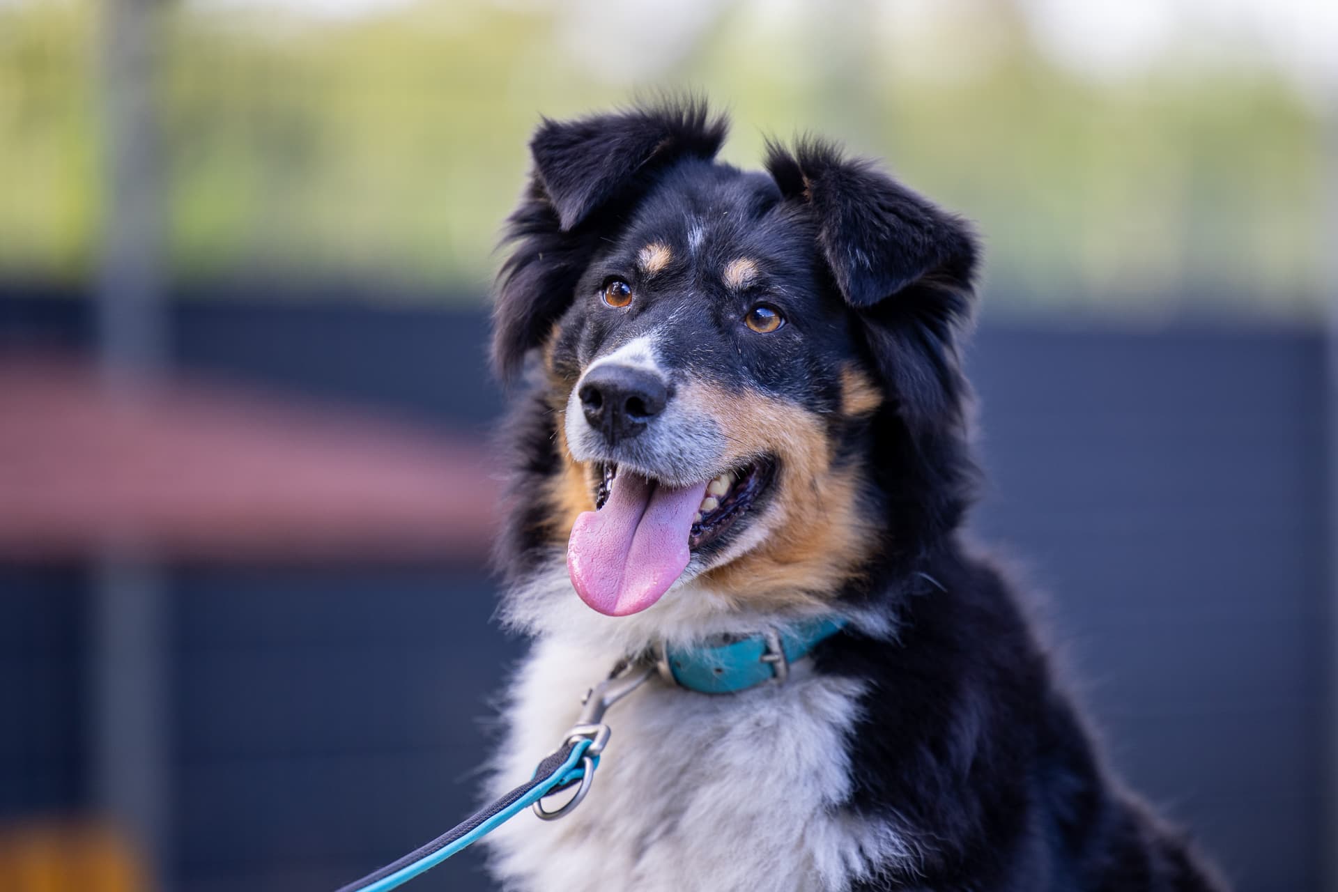 Moxy - Australian Shepherd - Bild 3