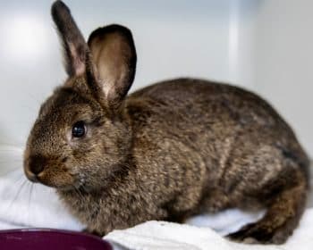 Lancelot - Appenzeller Sennenhund - Bild 9