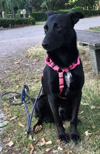 Aldo - Labrador Retriever - Bild 6