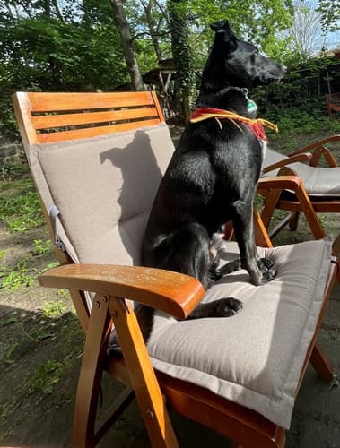 Aldo - Labrador Retriever - Bild 4