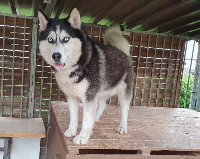 Flash - Siberian Husky - Bild 2