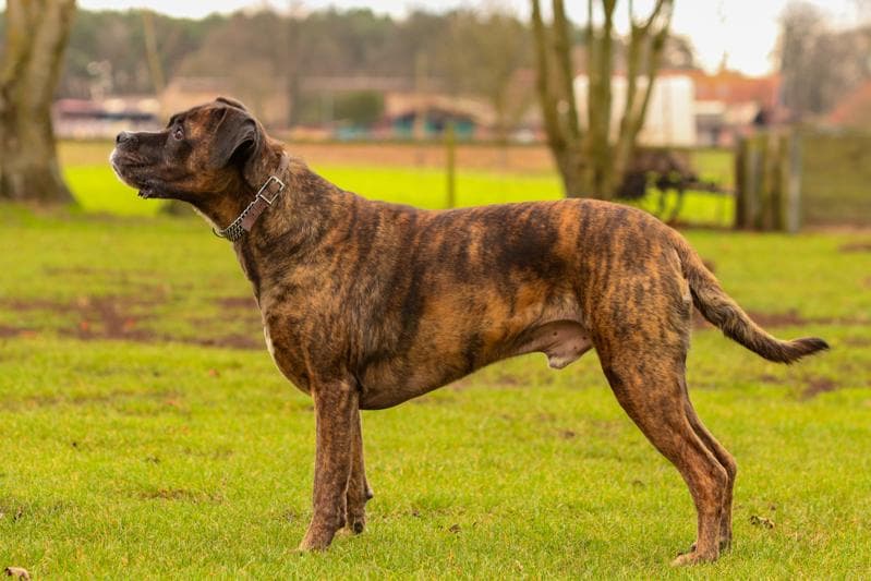 Tarzan - Deutscher Boxer - Bild 3