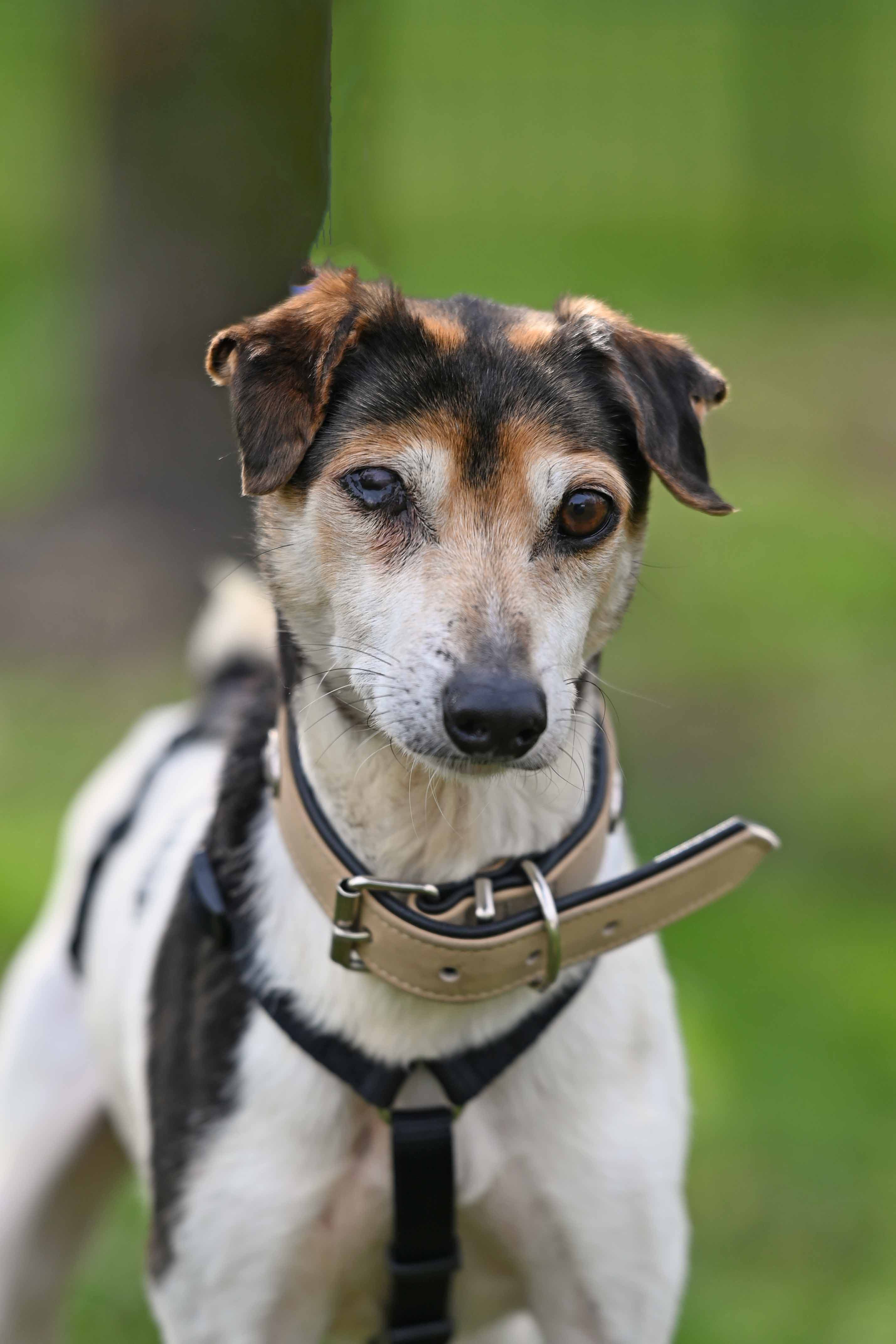 Jack Russell Terrier-Mix Real