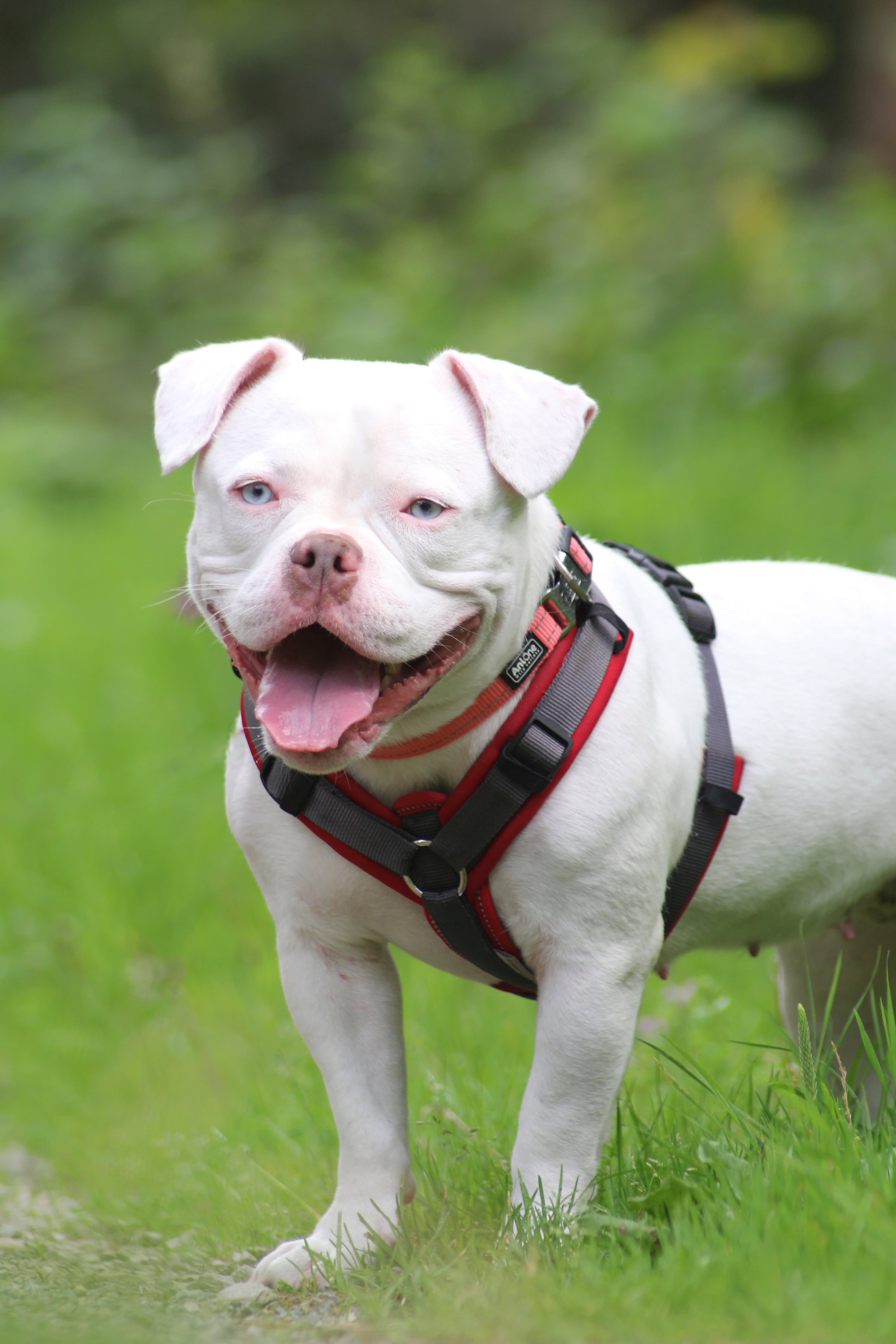 Shiny - Französische Bulldogge - Bild 2