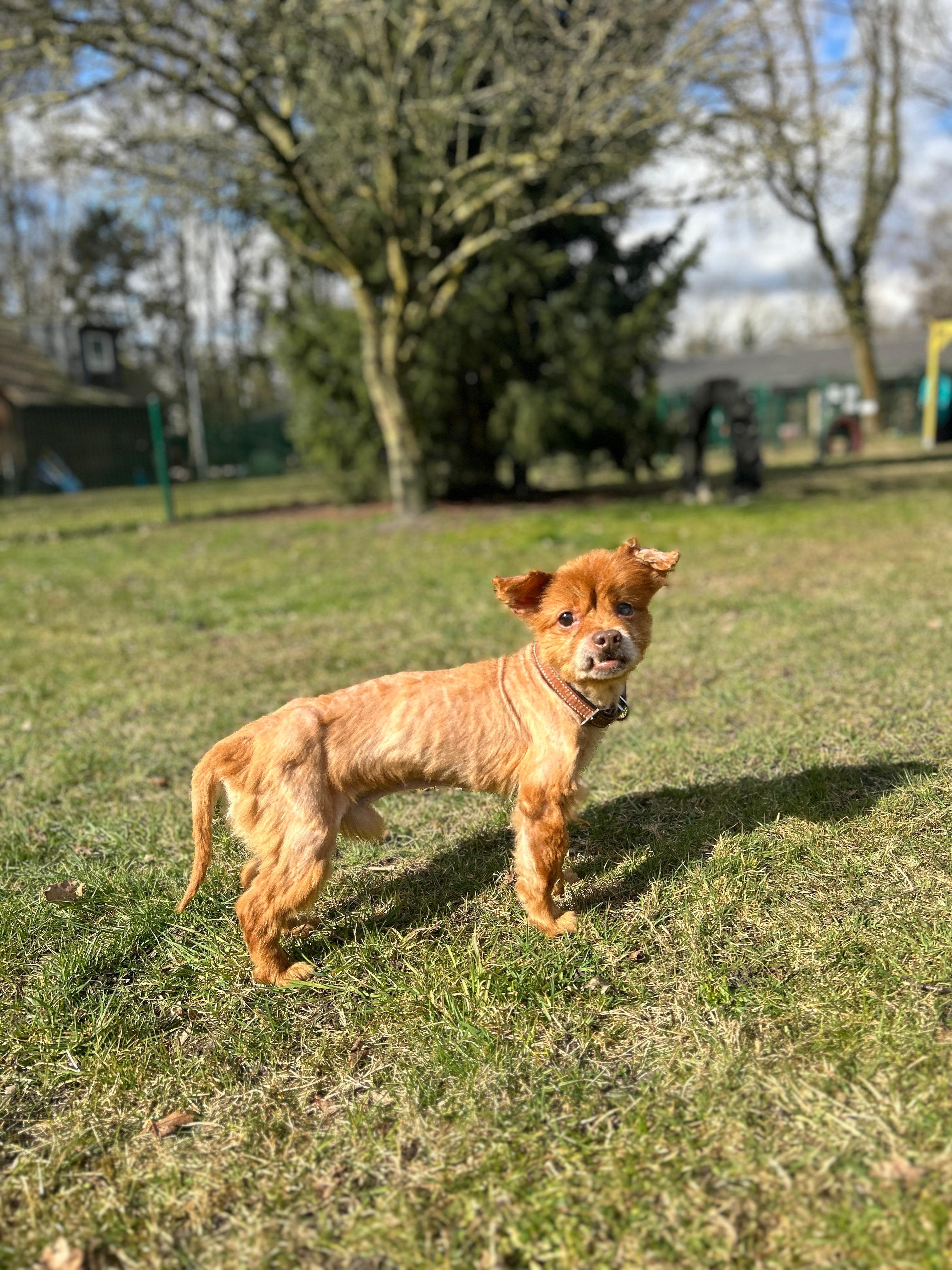 Pekingese-Mix Bertie