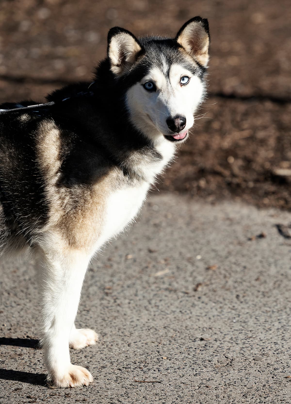 Keta - Siberian Husky - Bild 2