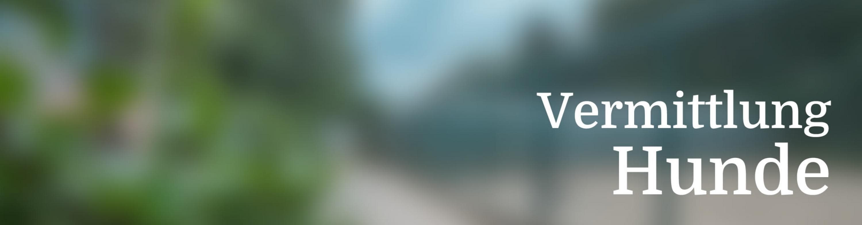 Zeus - Cane Corso Italiano - Bild 4