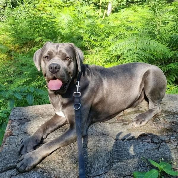 Cane Corso Italiano Zeus
