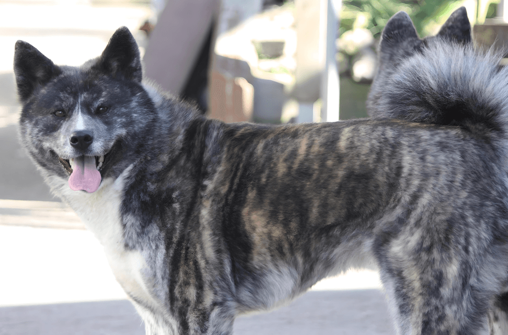 Akita-Mix Akina