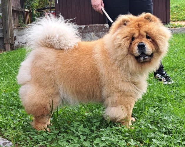 Chow-Chow Lolli
