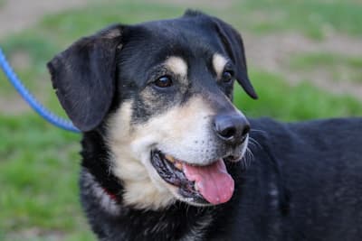Rhodesian Ridgeback Morgan