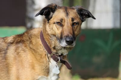 Deutsche Dogge-Mix Liberté