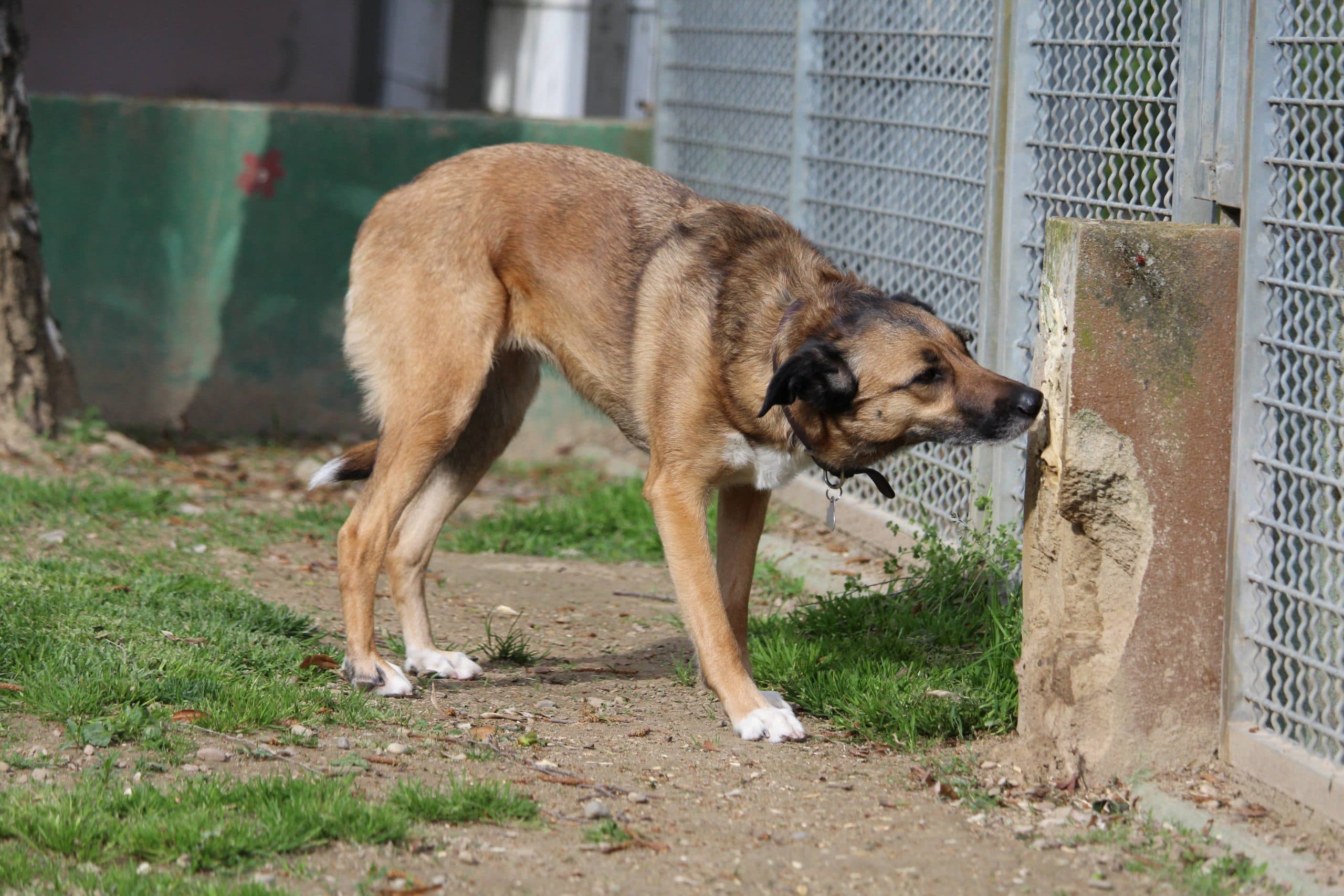 Liberté - Deutsche Dogge - Bild 7