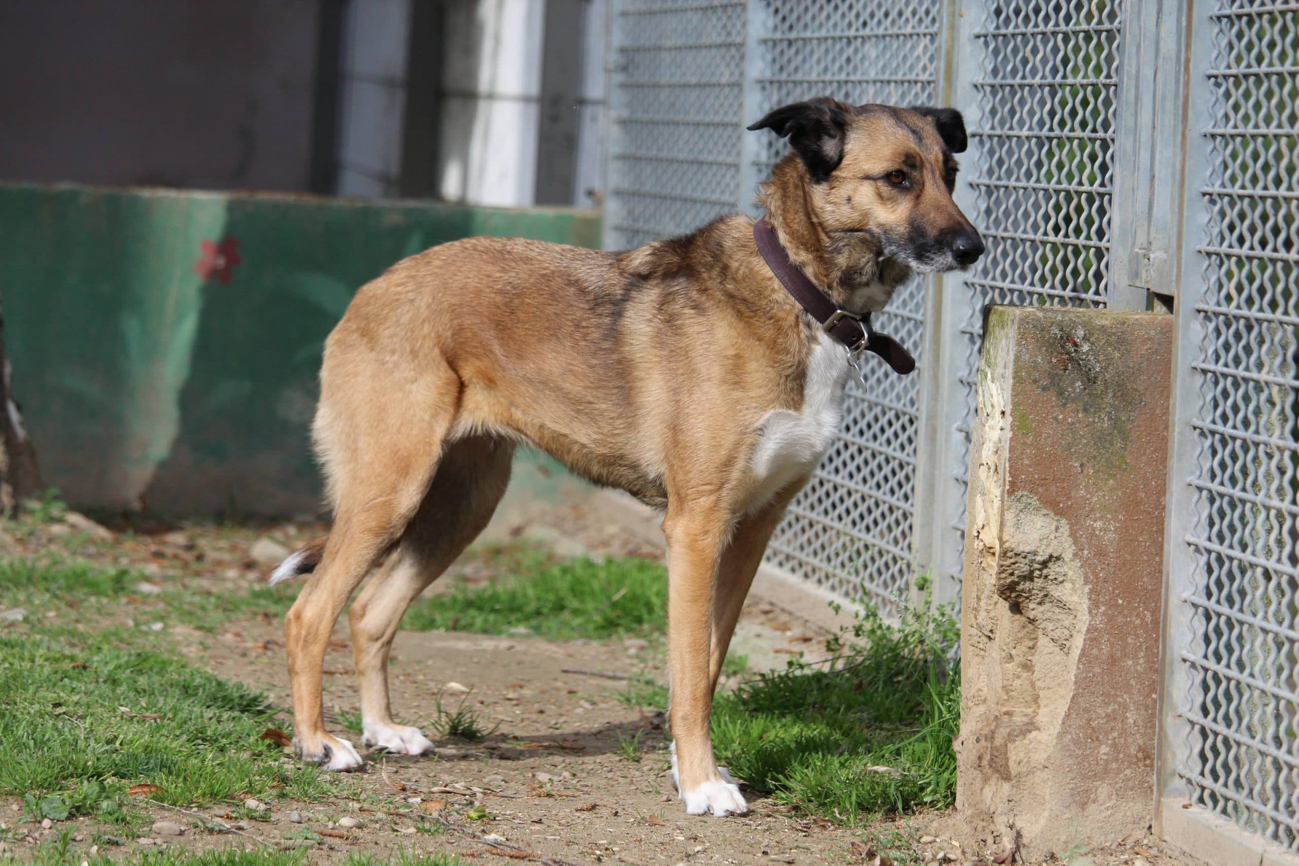 Liberté - Deutsche Dogge - Bild 2
