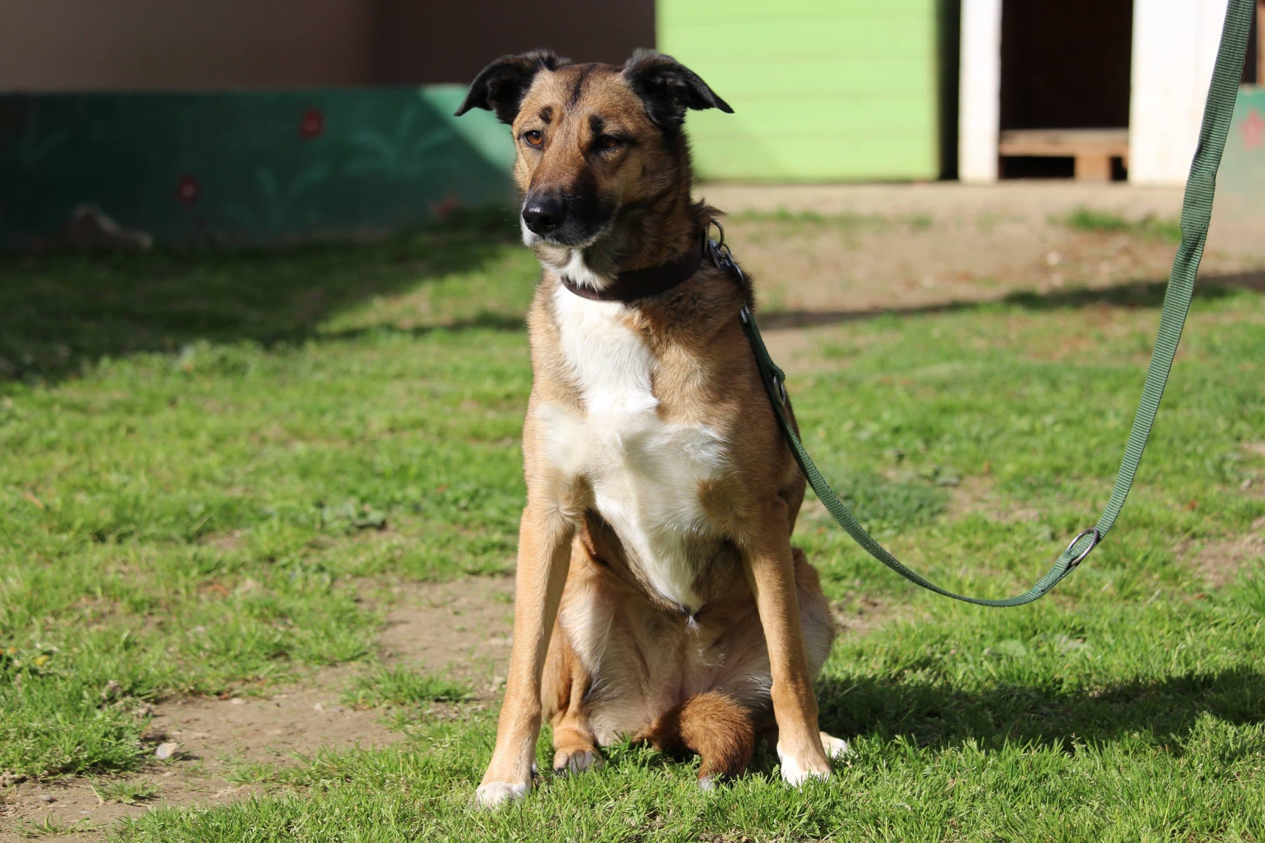 Liberté - Deutsche Dogge - Bild 4