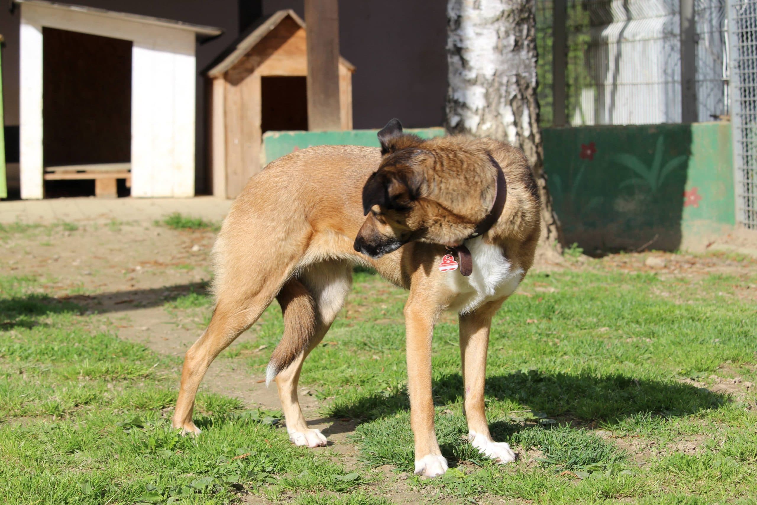 Liberté - Deutsche Dogge - Bild 8