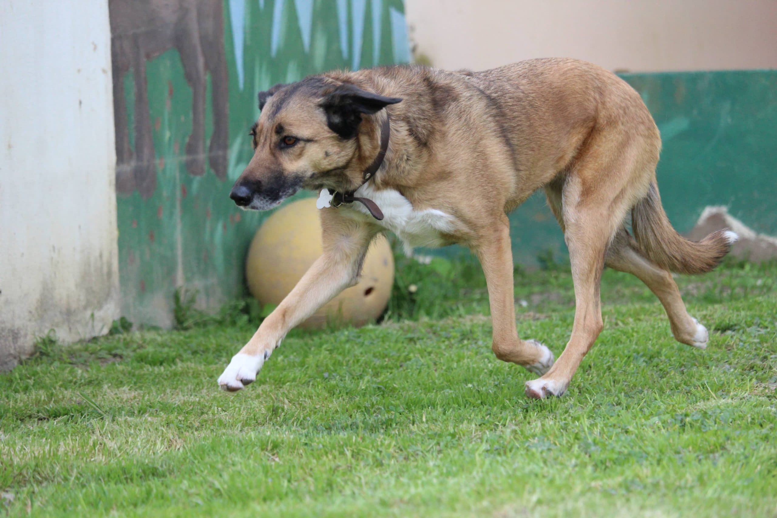 Liberté - Deutsche Dogge - Bild 9