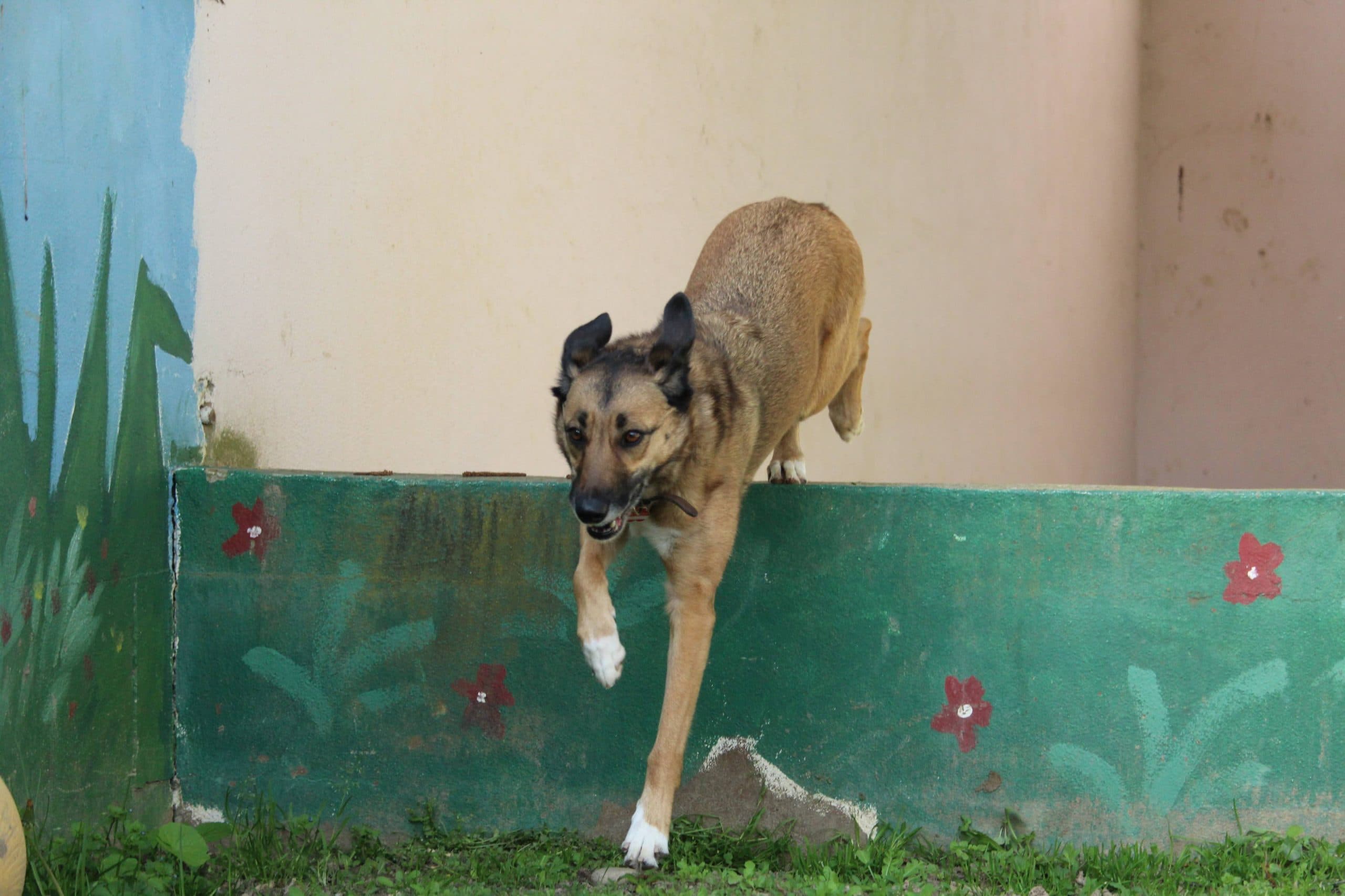 Liberté - Deutsche Dogge - Bild 5
