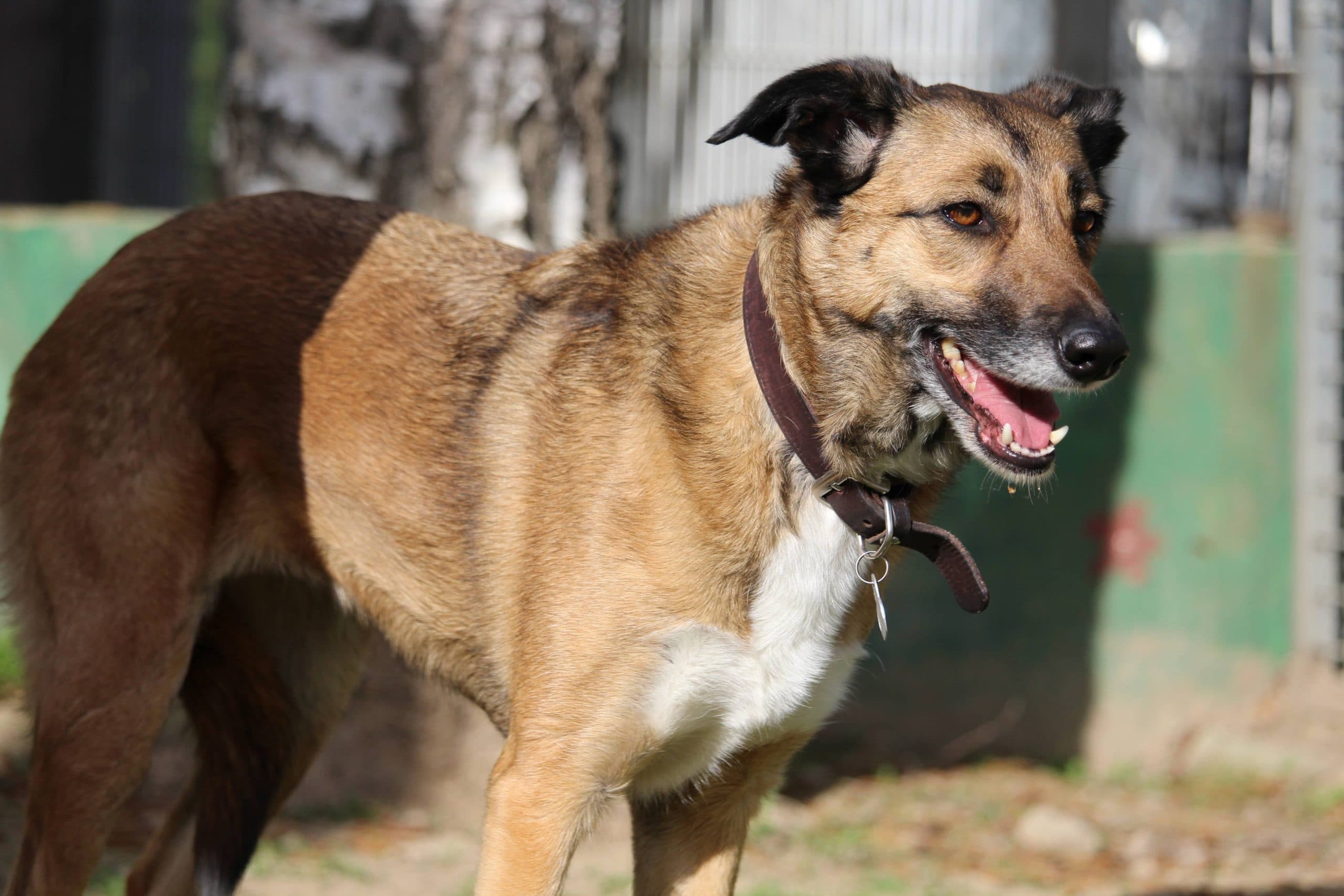 Liberté - Deutsche Dogge - Bild 3