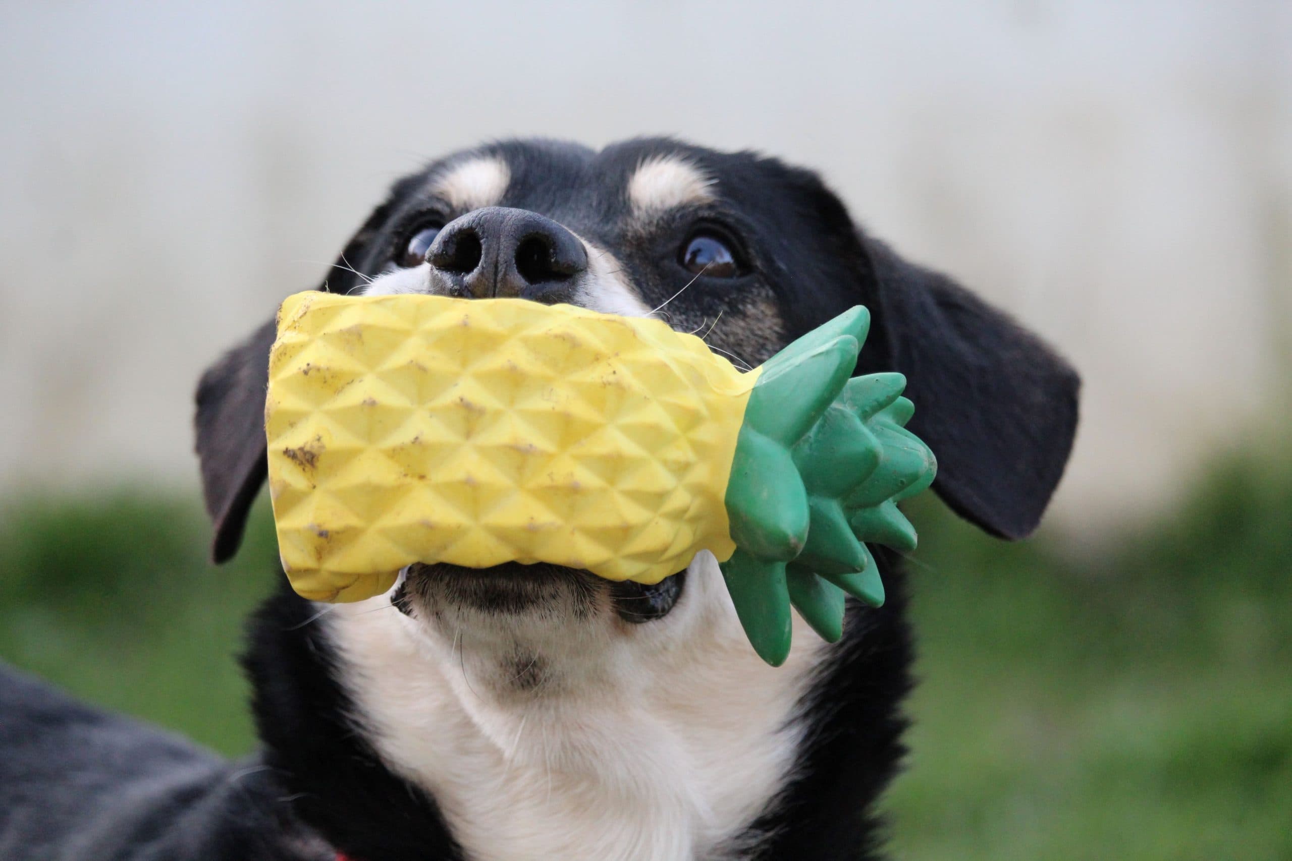 Morgan - Rhodesian Ridgeback - Bild 11