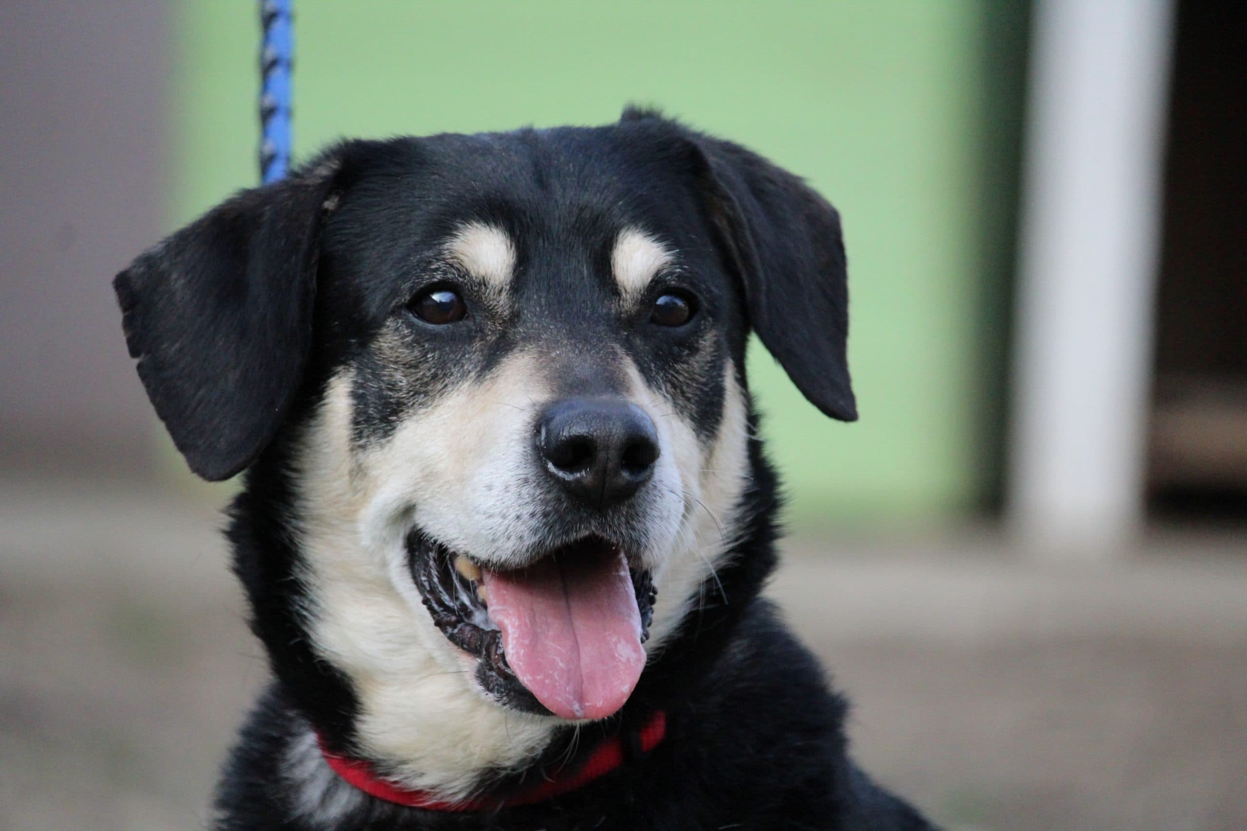 Morgan - Rhodesian Ridgeback - Bild 7